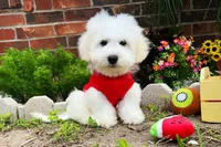 Mozart, a male Maltipoo for sale in Houston, TX – Photo 7 of 7