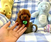 Teddy , a male Poodle - Toy  for sale in Houston, TX – 3 of 4