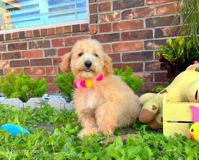 Aurora – Maltipoo puppy for sale in Houston, TX