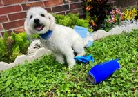Bubbles , a male Maltipoo for sale in Houston, TX – 4 of 5