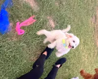 Bubbles , a male Maltipoo for sale in Houston, TX – 3 of 4