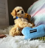 Peanut 🥜 , a male Maltipoo for sale in Houston, TX – 4 of 5