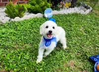 Bubbles , a male Maltipoo for sale in Houston, TX – 2 of 5