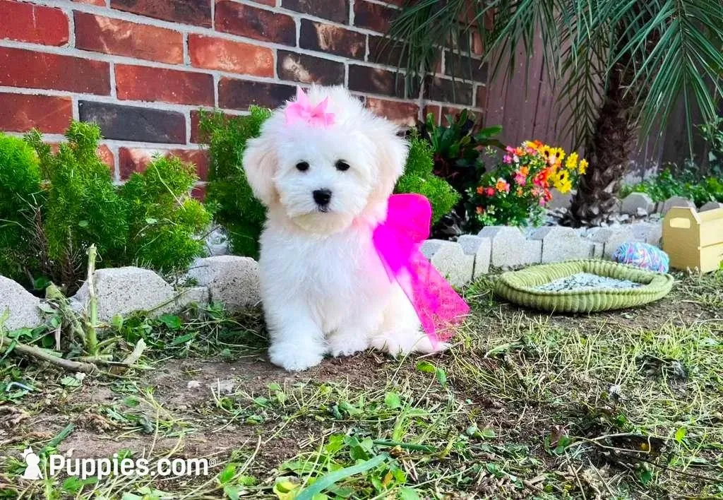Princess, a female Maltese for sale in Houston, TX – Photo 3 of 4