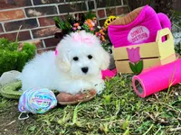 Princess, a female Maltese for sale in Houston, TX – Photo 2 of 4