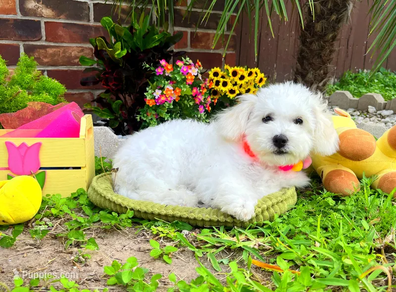 Snow White – Maltipoo puppy for sale in Houston, TX