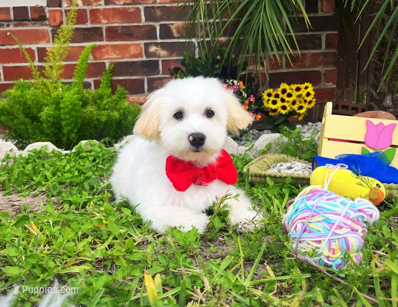 Luke – Maltipoo puppy for sale in Houston, TX