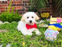 Luke, a male Maltipoo for sale in Houston, TX – 1 of 3