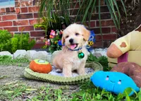Peanut 🥜 , a male Maltipoo for sale in Houston, TX – 5 of 5