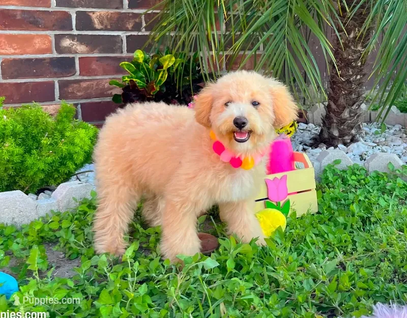 Aurora – Maltipoo puppy for sale in Houston, TX