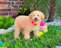 Aurora, a female Maltipoo for sale in Houston, TX – 2 of 5