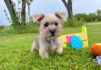 Shakespeare, a male Miniature Schnauzer for sale in Houston, TX – Photo 1 of 4