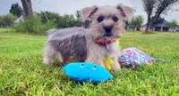 Shakespeare, a male Miniature Schnauzer for sale in Houston, TX – Photo 3 of 4