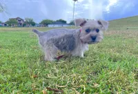 Shakespeare, a male Miniature Schnauzer for sale in Houston, TX – Photo 2 of 4