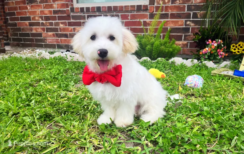 Charles  – Maltipoo puppy for sale in Houston, TX
