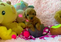 Ruby, a female Maltipoo for sale in Houston, TX – 4 of 4