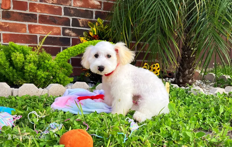 Charles  – Maltipoo puppy for sale in Houston, TX