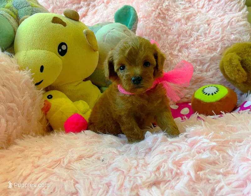 Ruby – Maltipoo puppy for sale in Houston, TX
