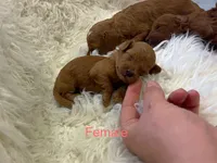 Tiny Red Poodle , a male Poodle - Toy  for sale in Houston, TX – 10 of 10
