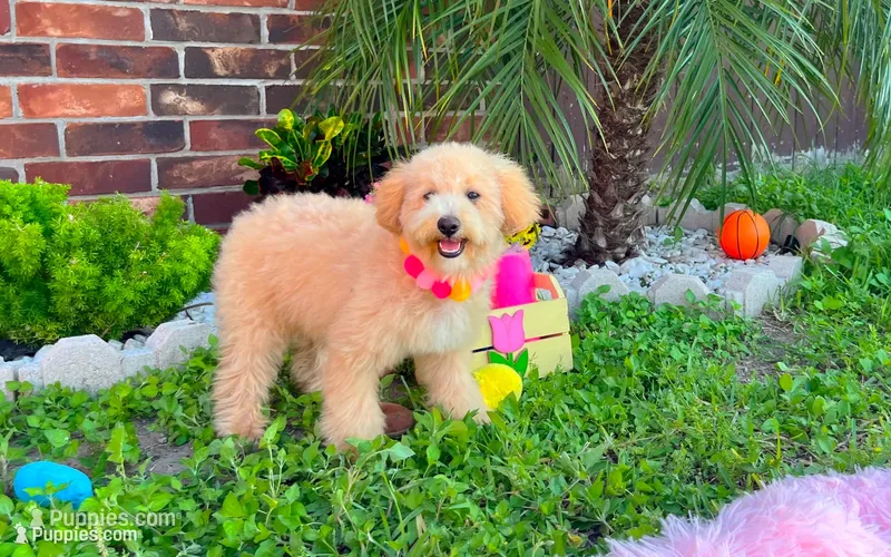Aurora – Maltipoo puppy for sale in Houston, TX