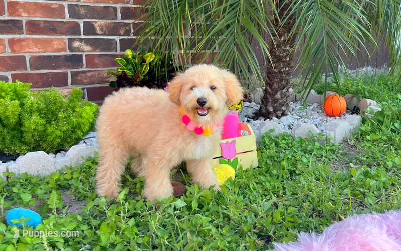 Aurora – Maltipoo puppy for sale in Houston, TX