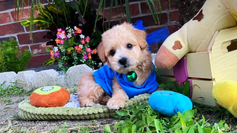 Gucci – Maltipoo puppy for sale in Houston, TX