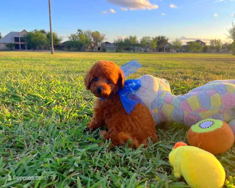 Teddy  – Poodle - Toy  puppy for sale in Houston, TX