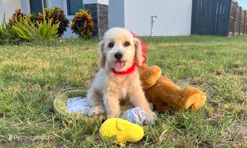 Peanut  – Maltipoo puppy for sale in Houston, TX