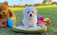 Prince, a male Maltese for sale in Houston, TX – Photo 2 of 5