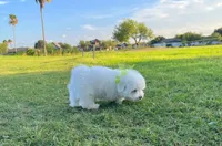 Prince, a male Maltese for sale in Houston, TX – Photo 3 of 5