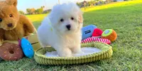 Prince, a male Maltese for sale in Houston, TX – Photo 4 of 5