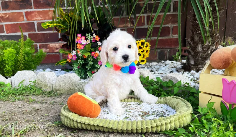 Bubbles 🫧  – Maltipoo puppy for sale in Houston, TX