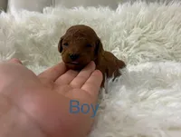 Tiny Red Poodle , a male Poodle - Toy  for sale in Houston, TX – 9 of 10