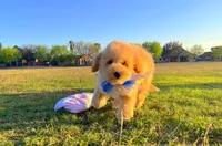 Teddy, a male Maltipoo for sale in Houston, TX – Photo 2 of 5