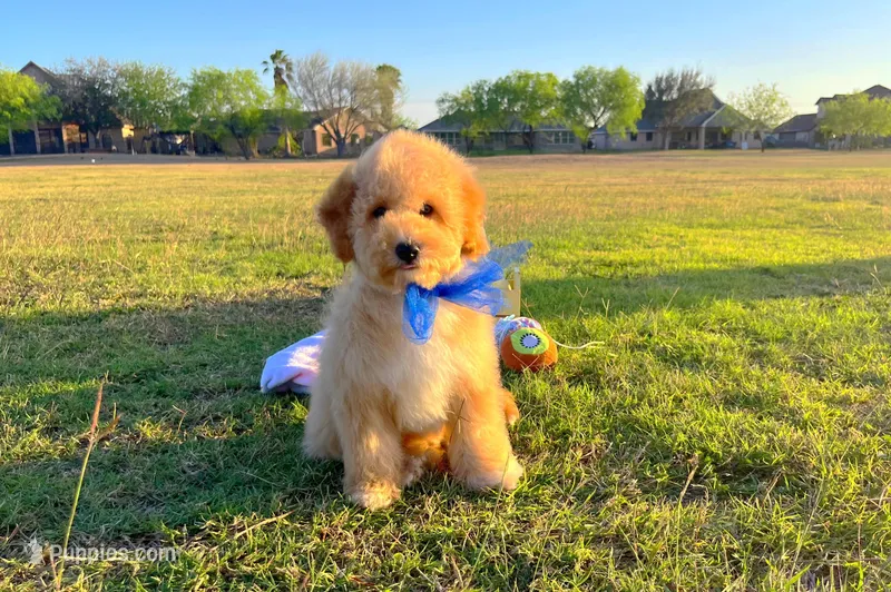 Teddy – Maltipoo puppy for sale in Houston, TX