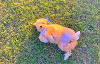 Teddy, a male Maltipoo for sale in Houston, TX – Photo 5 of 5