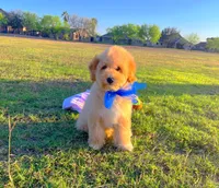 Teddy, a male Maltipoo for sale in Houston, TX – Photo 3 of 5