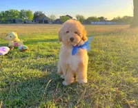 Teddy, a male Maltipoo for sale in Houston, TX – Photo 4 of 5