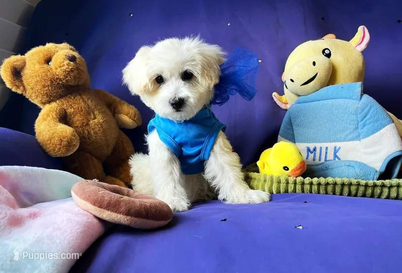 Bubbles 🫧  – Maltipoo puppy for sale in Houston, TX