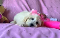 Coco Chanel, a female Maltipoo for sale in Houston, TX – 1 of 5