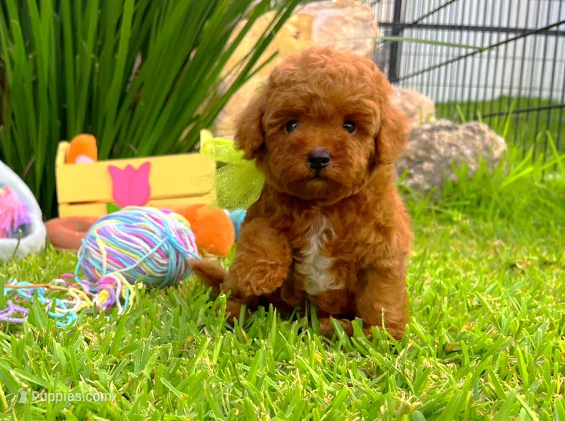 Tiny Red Poodle  – Poodle - Toy  puppy for sale in Houston, TX