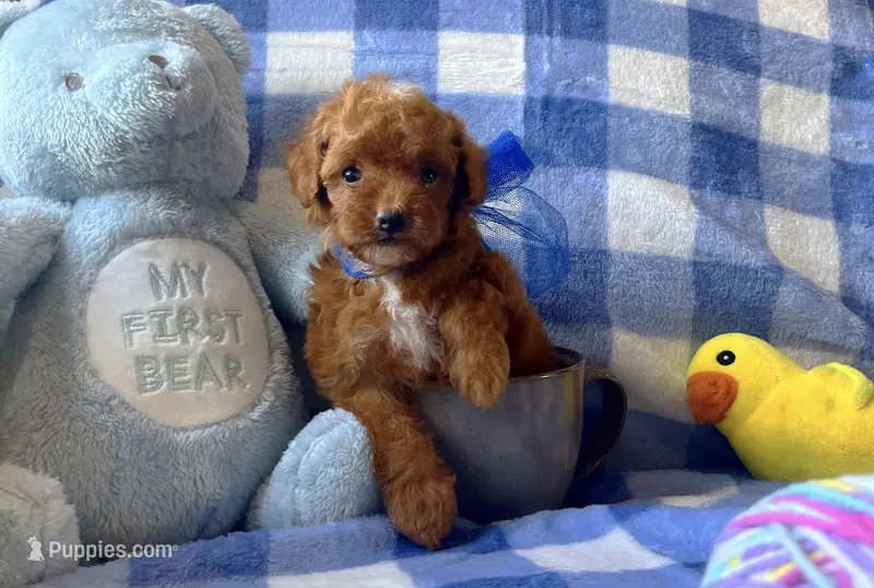 Romeo  – Poodle - Toy  puppy for sale in Houston, TX