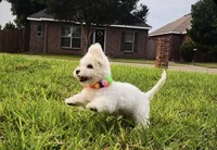 Snow White, a female Maltipoo for sale in Houston, TX – 3 of 5