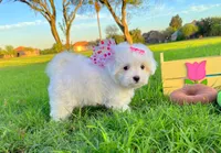 Princess, a female Maltese for sale in Houston, TX – Photo 6 of 7
