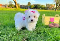 Princess, a female Maltese for sale in Houston, TX – Photo 4 of 7