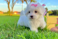 Princess, a female Maltese for sale in Houston, TX – Photo 5 of 7