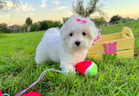 Princess, a female Maltese for sale in Houston, TX – Photo 2 of 7