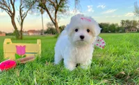 Princess, a female Maltese for sale in Houston, TX – Photo 1 of 7