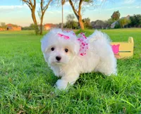 Princess, a female Maltese for sale in Houston, TX – Photo 7 of 7