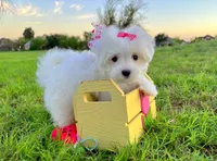 Princess, a female Maltese for sale in Houston, TX – Photo 3 of 7